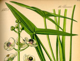 Стрелолист - водные растения семейства Частуховые